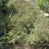 Fourwing Saltbush Atriplex #1 - Image 2